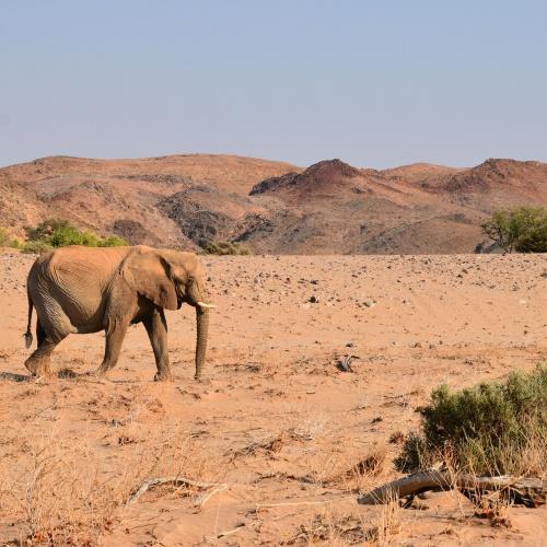 Woestijnolifant in Damaraland