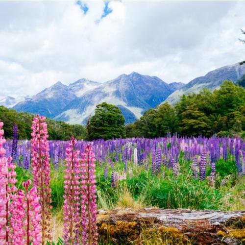 Fiordland