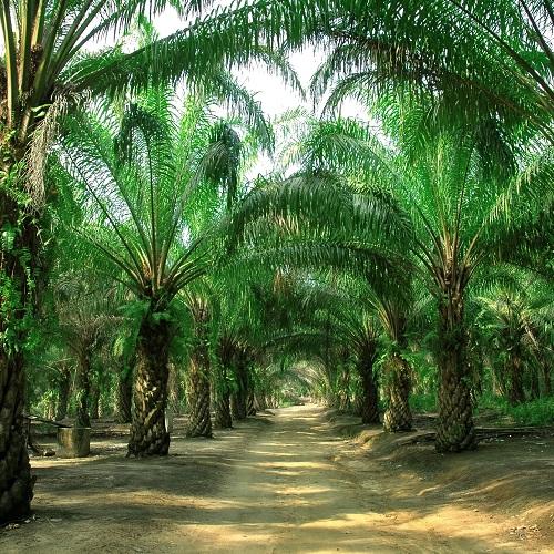 Palm plantage