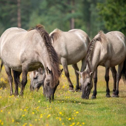 Wilde paarden in Marielyst
