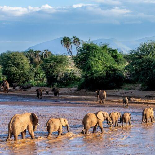 Samburu Nationaal Park, Olifanten