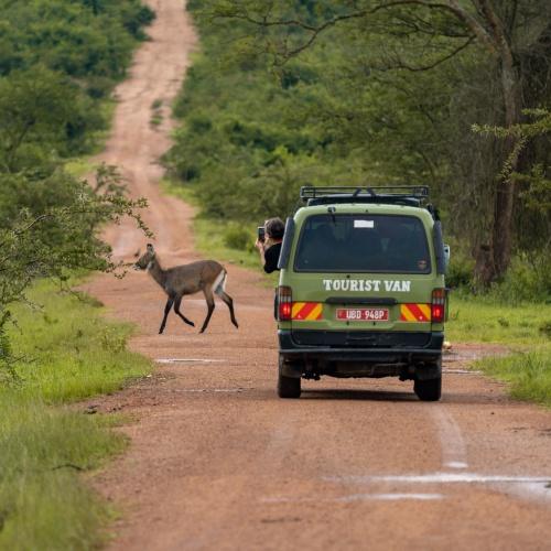 Safari in Oeganda