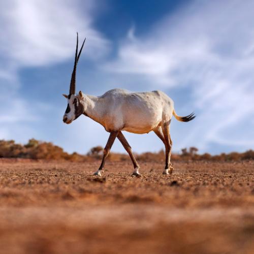 Shaumari Wildlife Reserve
