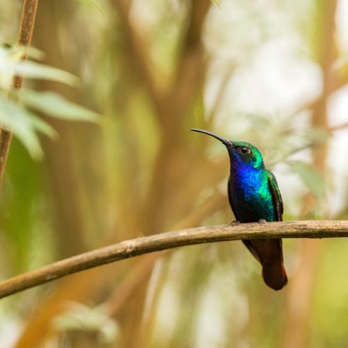 Vogel nabij Santa Marta