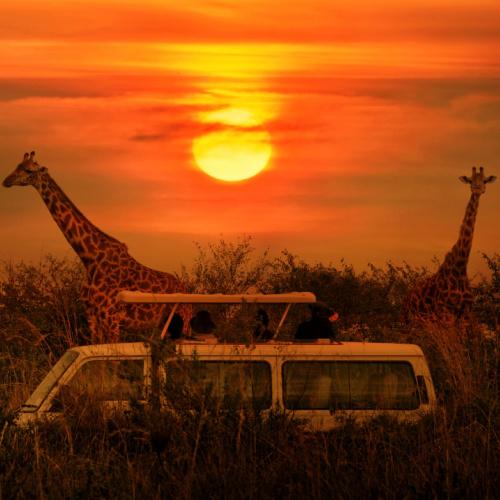 Sunset gamedrive Kruger Nationaal Park