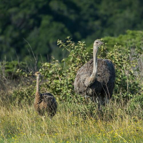 Struisvogels, Inkwenkwezi Private Reserve