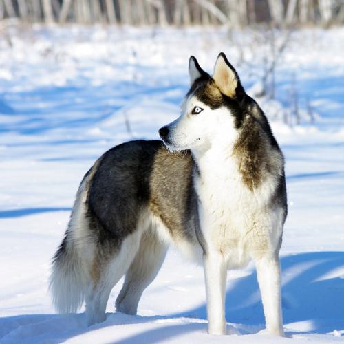 Luosto, Husky