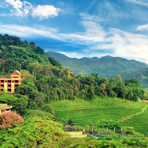 Doi Mae theeplantages