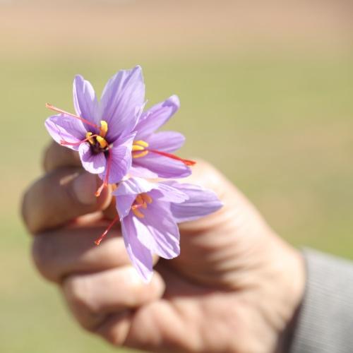 Taliouine, Saffraan krokus