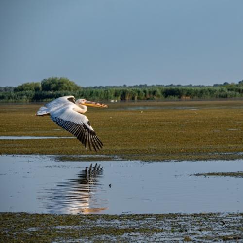 Donaudelta