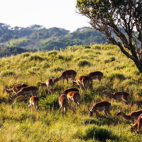 Impala in iSimangaliso Wetland Park
