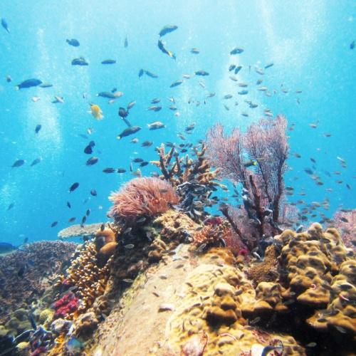 Tioman eiland, snorkelen