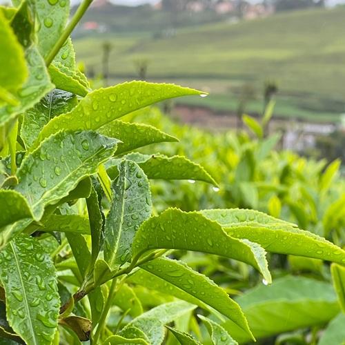 Thee bladeren, Ooty