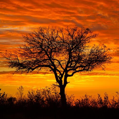 Sunset gamedrive in Kruger Nationaal Park