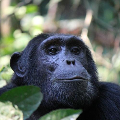 Chimpansee in Kibale Nationaal Park