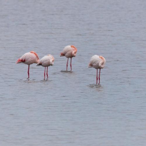 Porto Lagos, Vistonidameer