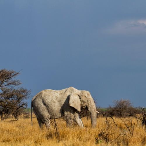 Een eenzame olifant in Etosha