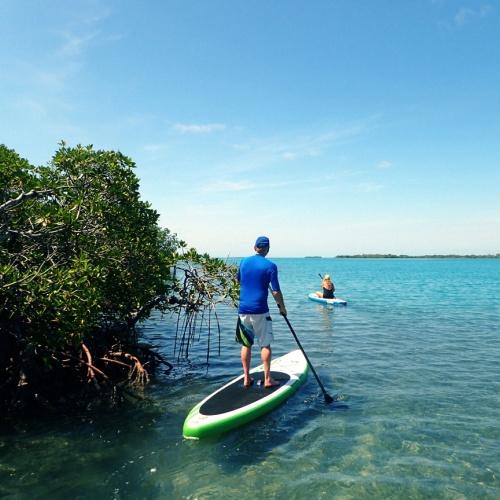 Suppen door de mangroves