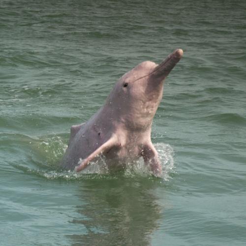 Roze dolfijn in Khanom 