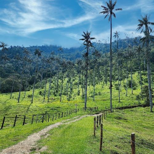 Valle de Cocora 