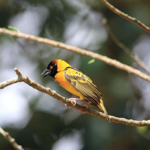 Kibale National Park, vogel