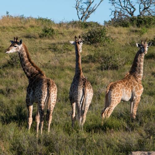 Inkwenkwezi Game Reserve