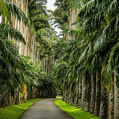 Sri Lanka, Botanische tuin in Kandy