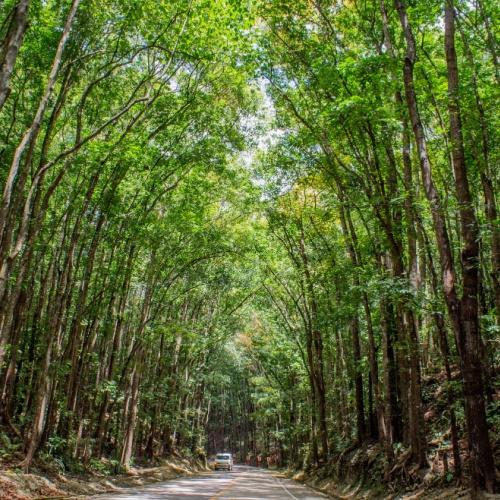 Man-Made Forest, Bohol