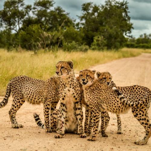 Cheeta's, Kruger Nationaal Park