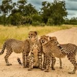 Cheeta's, Kruger Nationaal Park