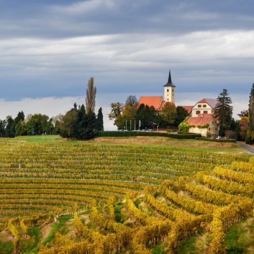Goriška Brda, wijnranken