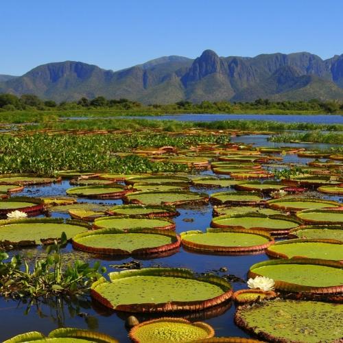 Reuzenwaterlelies in Pantanal