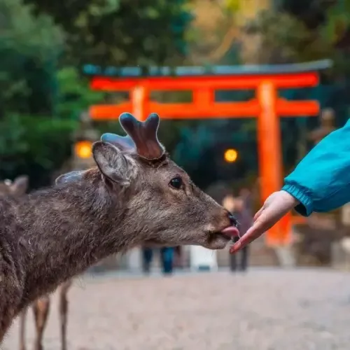 Een hert in het Nara Park