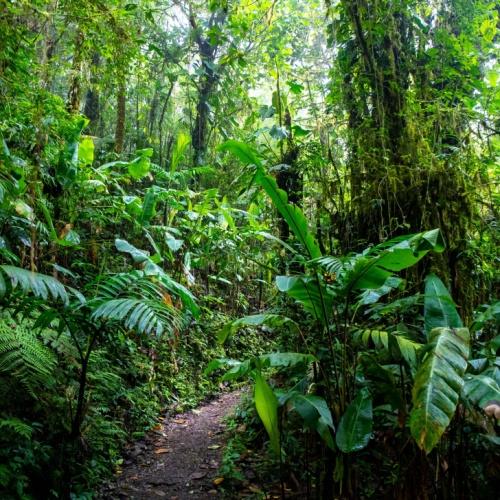 Monteverde