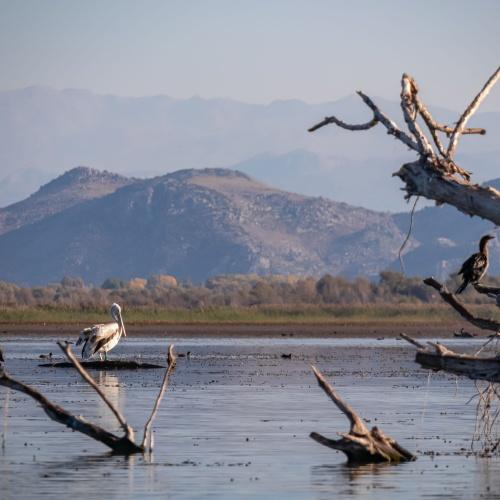Pelikaan bij Meer van Skadar