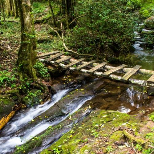 Wandeling door de Magoebaskloof
