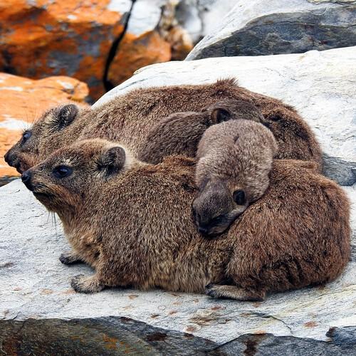 Dassie in Tsitsikamma Nationaal Park