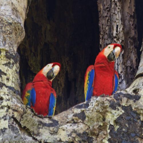 Esterillos - Carara National Park 