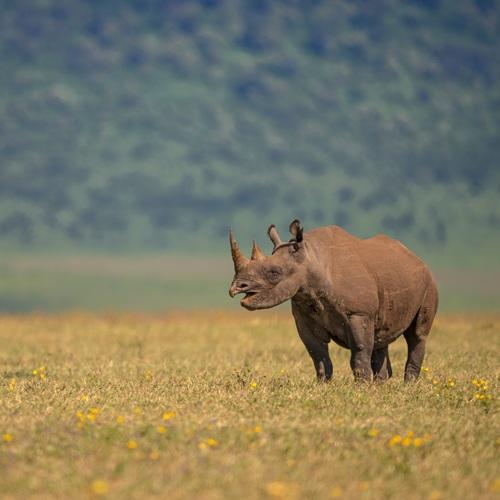 Zwarte neushoorn in Ngorongoro, Tanzania