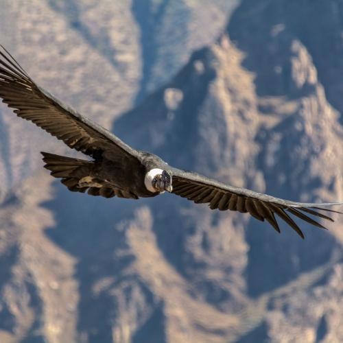 Condor van de Andes