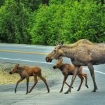 Elanden over de weg in Soldotna