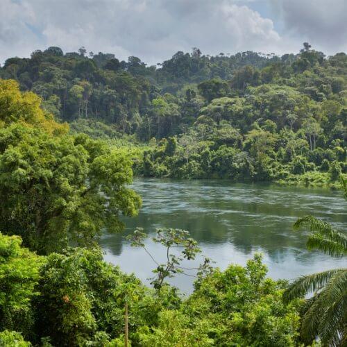 Regenwoud, Suriname