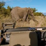 Olifant, Kruger Nationaal Park (White River)