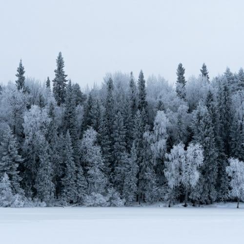 Besneeuwd bos