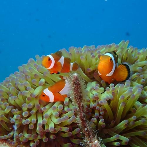Tioman eiland, vissen in koraal