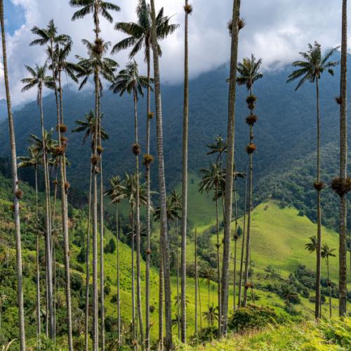Valle de Cocora 