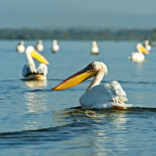 Pelikanen in Naivashameer