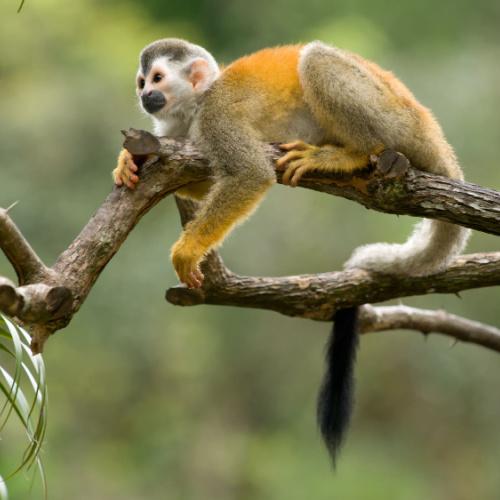 Manuel Antonio