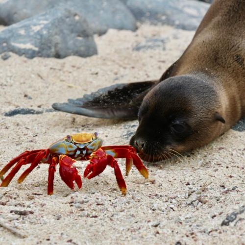 Jonge zeeleeuw met kleurrijke krab