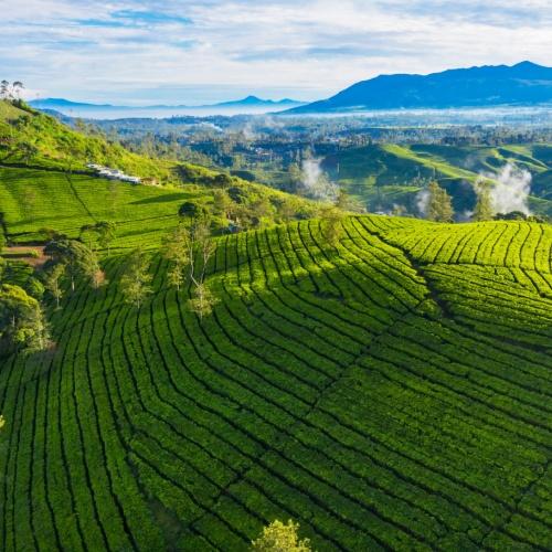 Thee plantage, Bandung